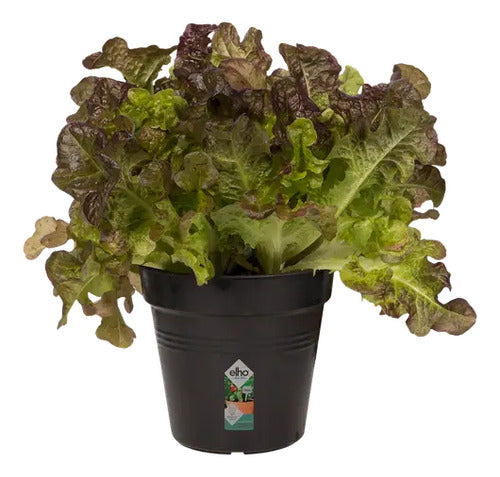 Maceta Green Basics Growpot 15cm Elho Negro