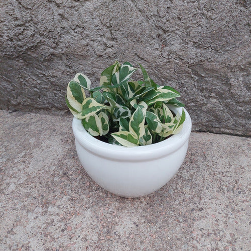 Macetero De Cerámica Interior Roma Tamaño Mediano Blanco No 2