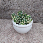 Macetero De Cerámica Interior Roma Tamaño Mediano Blanco No 2