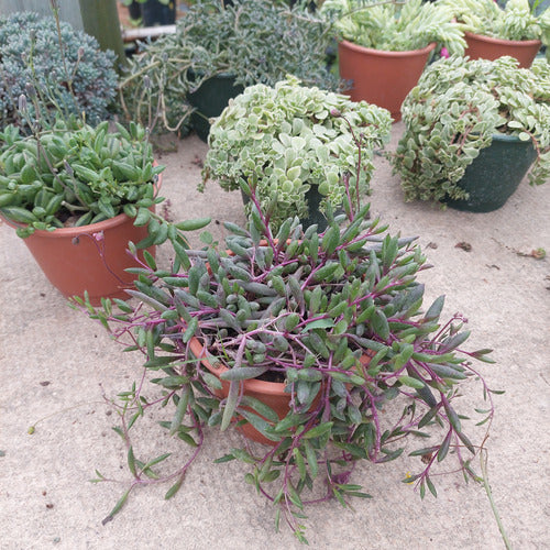 Suculenta En Maceta Colgante