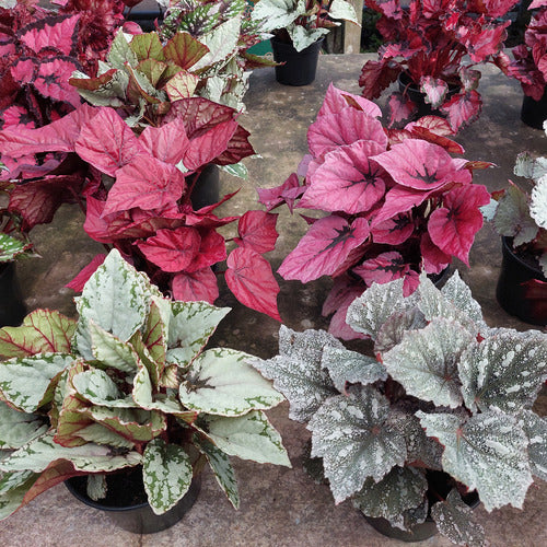 Begonia Rex Pote 14cm