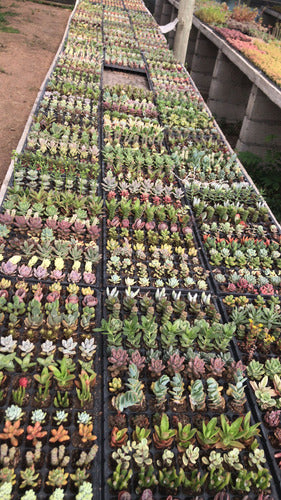 Bandeja De Suculentas × 105 Unidades