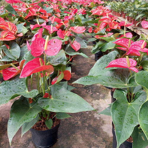 Anturio Surtido Pote 17cm