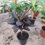 Dracena Variado Pote 12cm Surtido