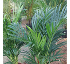 Palmera Areca Pote 24cm