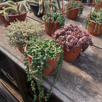 Suculenta En Maceta Colgante