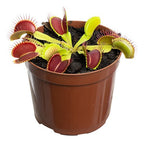 Planta Carnívora Dionaea Muscipula Pote 9cm