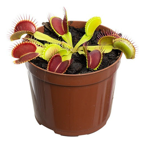 Planta Carnívora Dionaea Muscipula Pote 9cm