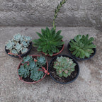 Suculentas Surtidas C21