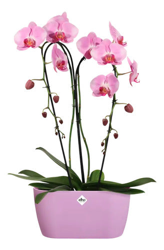 Maceta Para Orquídeas Elho Orchid Duo Brussels 25cm Rosa Brussels