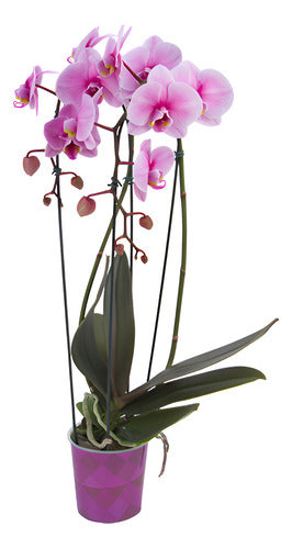 Orquídea Phalaenopsis Cascada Pote 12cm