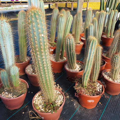 Cactus Pote 19cm