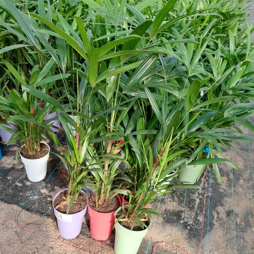 Palmera Raphis Excelsa Pote 17cm