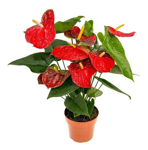 Anturio Surtido Pote 17cm