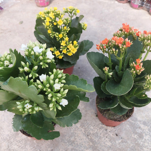 Kalanchoe Flor Simple Pote 11cm ×3 Unidades