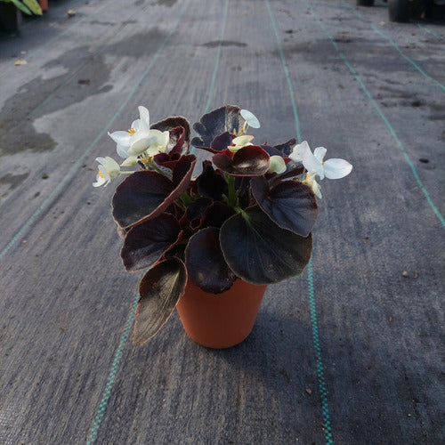 Maceta De Barro Clásica Nº10 Blumsa Terracota