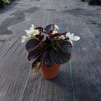 Maceta De Barro Clásica Nº10 Blumsa Terracota