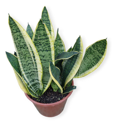 Sansevieria Espada De San Jorge Pote 20cm