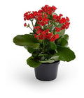 Kalanchoe Doble Pote 11cm