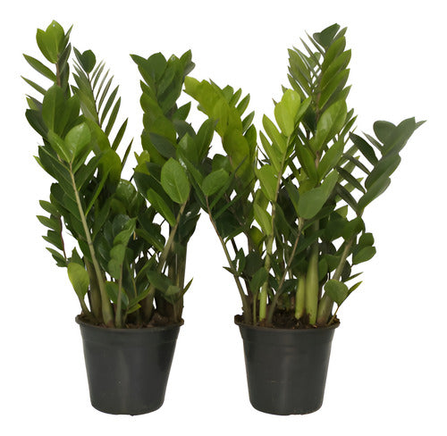 Planta Zamioculca Pote 17cm