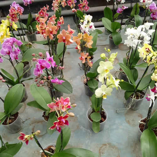 Orquídea Phalaenopsis Mini Pote 9cm