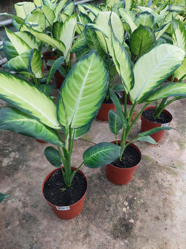 Dieffenbachia Tropic Mariana Pote 17cm