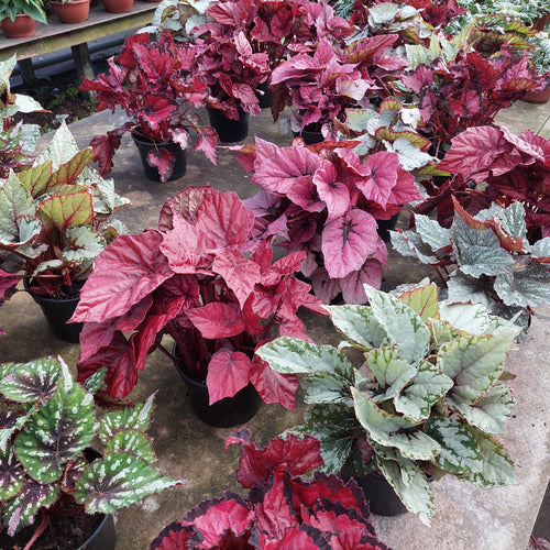 Begonia Rex Pote 14cm