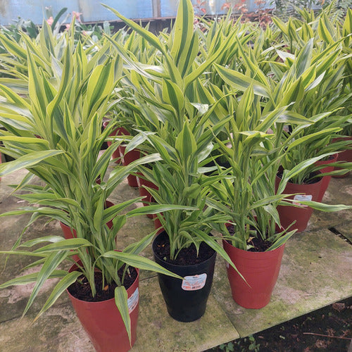 Dracena Sanderiana Pote 17cm