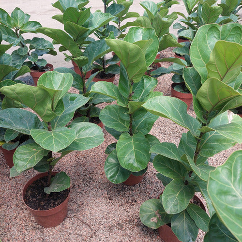 Ficus Lyrata Bambino Pote 17cm