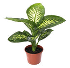 Dieffenbachia Tropic Snow Pote 24cm