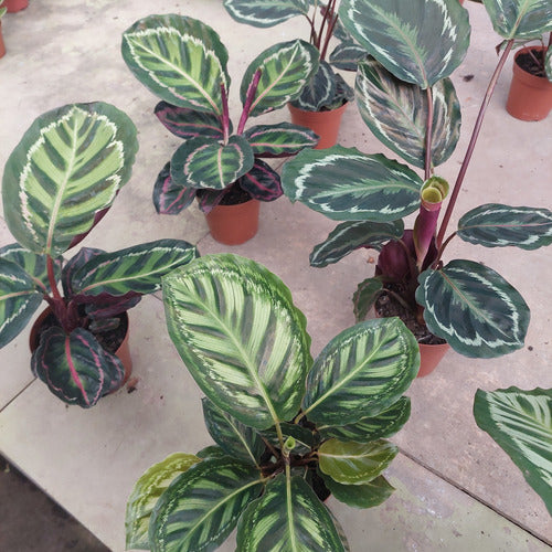 Calathea Variada Pote 12cm