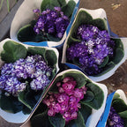 Violeta Africana Flor Doble Pote 11cm × 3 Unidades