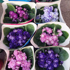 Violeta Africana Flor Doble Pote 11