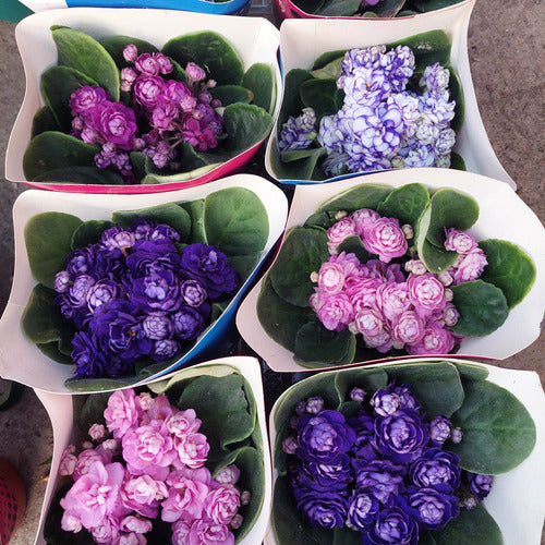 Violeta Africana Flor Doble Pote 11