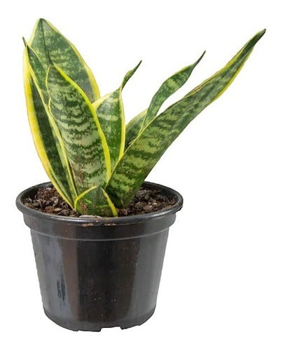 Espada De San Jorge - Sansevieria Laurentii Pote 15cm