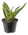 Espada De San Jorge - Sansevieria Laurentii Pote 15cm