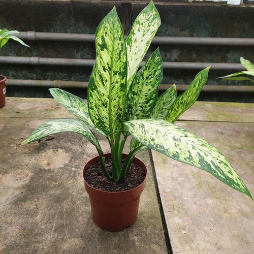 Dieffenbachia Vesuvius Pote 17cm