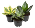 Sansevieria Hahnii Variadas Pote 11cm