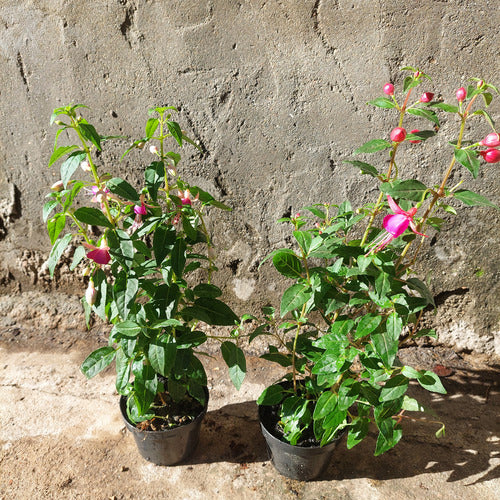 Aljaba Pote 11cm Surtido