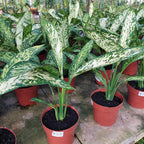 Dieffenbachia Vesuvius Pote 17cm