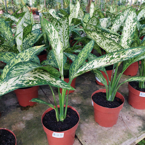 Dieffenbachia Vesuvius Pote 17cm