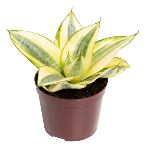 Sansevieria Golden Hahnii Pote 11cm