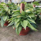 Filodendro Brasil C21