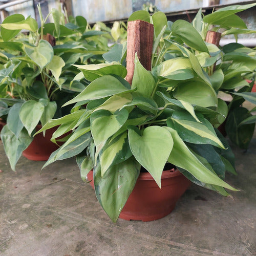 Filodendro Brasil C21