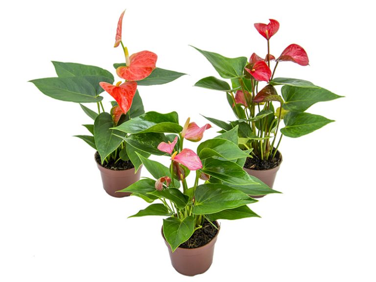 Anturio Pote 9cm