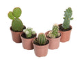 Cactus Mini Pote 6cm